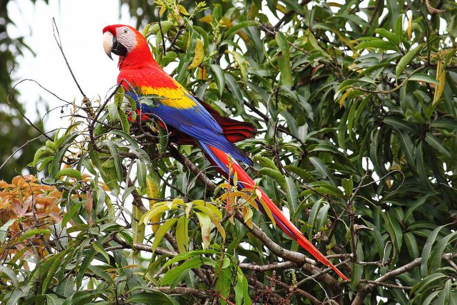 1200px-Scarlet-Macaw-cr.jpg