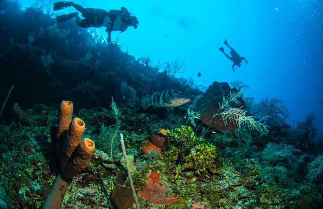 Belize-_-The-Best-Diving-Destination-In-Central-America.jpg