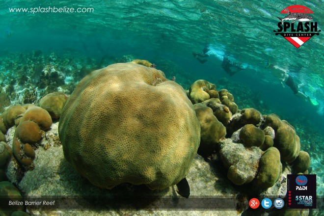 Belize-Barrier-Reef-Beats-Endanger-List.jpg